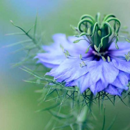 Romantic Flowers - Nigella