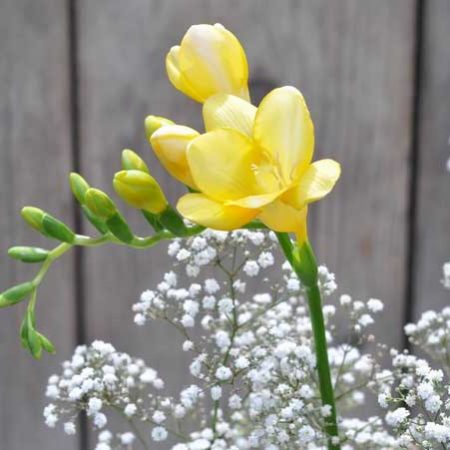 Freesia