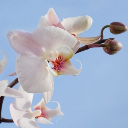 Orchids - Romantic Flower